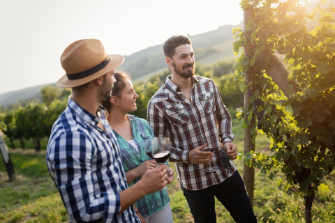 Santiago: Cousiño Macul Vineyard Tour with 6 Wine Tasting English or Spanish Premium Tour