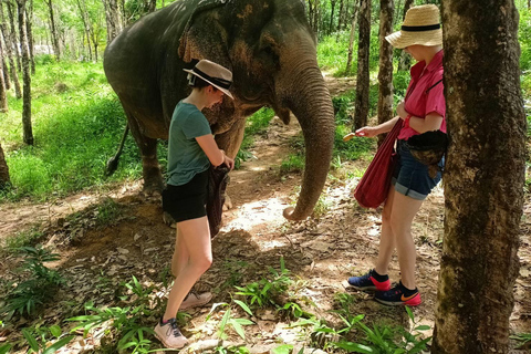 Khao Lak’s Best: Elephant Sanctuary,Rubber Tapping&Waterfall Khaolak Elephant Sanctuary Guided Tour with Hotel Transfers