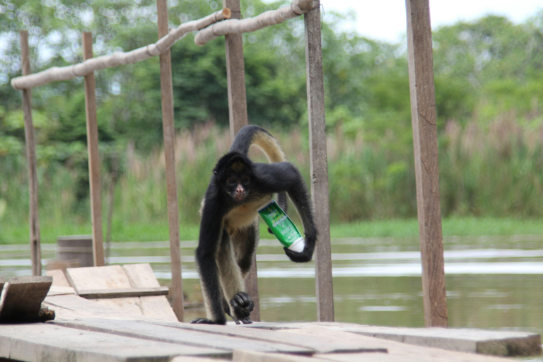 Iquitos: 4-Day Amazon Jungle Tour with Hotel Pickup