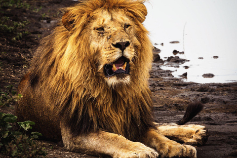 Przejażdżka do Tarangire, Serengeti i krateru Ngorongoro