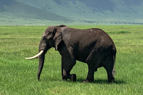 Tansania: Serengeti, Ngorongoro und Tarangire Parks Safari