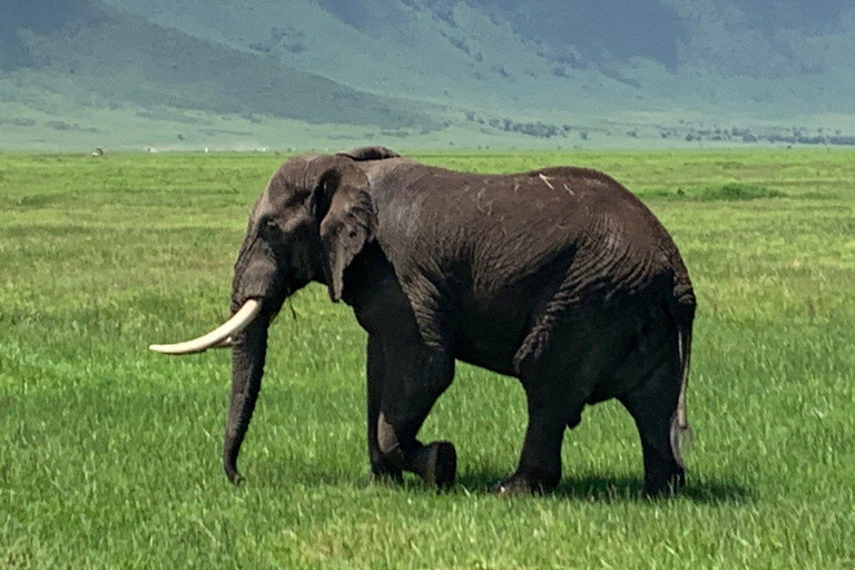 Tanzânia: Safári nos parques Serengeti, Ngorongoro e Tarangire