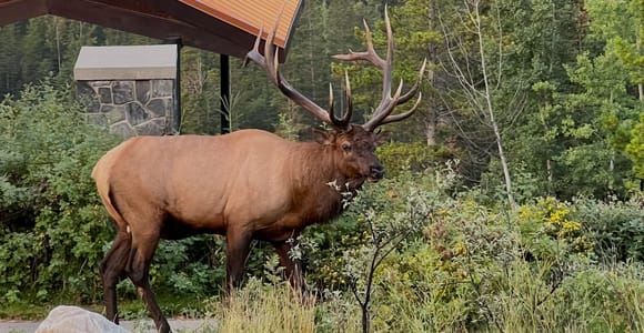 Banff Wildlife & Scenic Sightseeing Tour