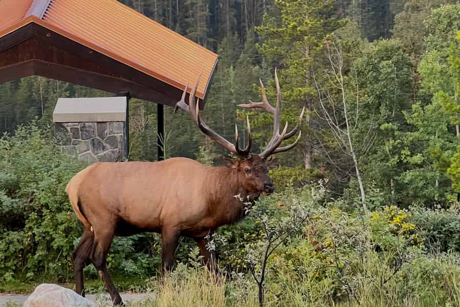 Banff: Wildtier-Tour am Abend mit Guide & Transfers. Foto: GetYourGuide