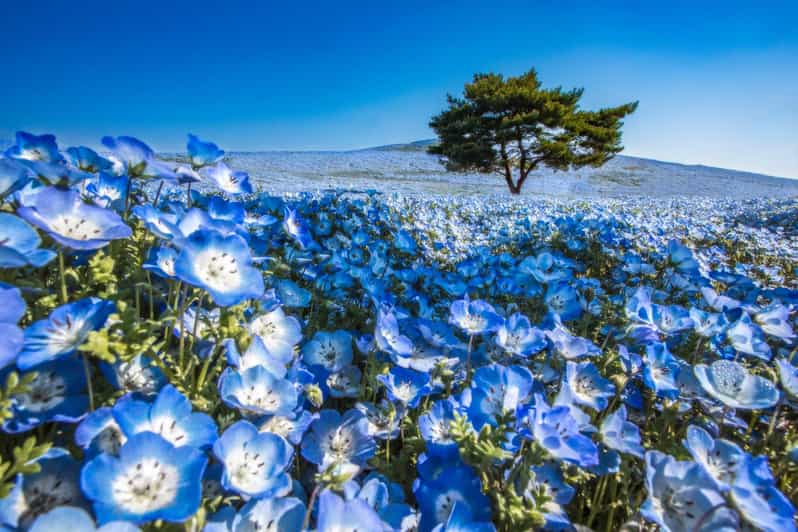 From Tokyo: Hitachi Seaside Park, Sea Torii & Great Buddha