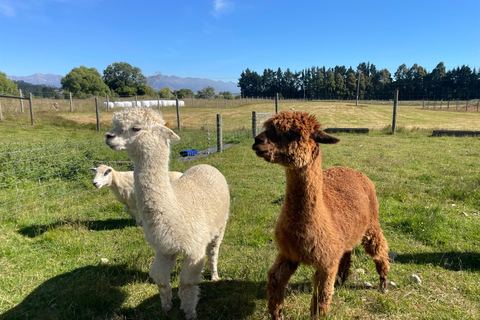 Te Anau: Sheep Shearing Farm Tour with Milford Sound Cruise Farm Tour with Sheep Shearing & Milford Sound Cruise