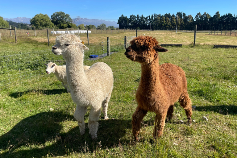 Te Anau: Sheep Shearing Farm Tour with Milford Sound Cruise Farm Tour with Sheep Shearing & Milford Sound Cruise