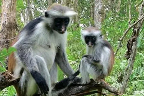 Zanzibar: Leśny Park Narodowy Jozani - wycieczka z przewodnikiem