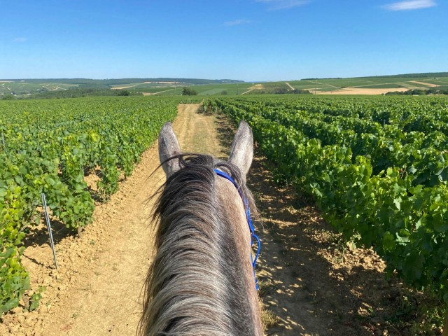 Visit Burgundy  Horse riding tour in Chablis in Chablis, Burgundy, France