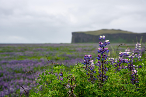 Epic South Coast of Iceland Private Tour From Reykjavík