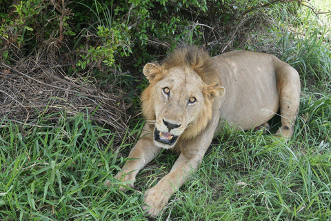 Dar es Salaam: 3-Day Mikumi National Park Safari with Meals