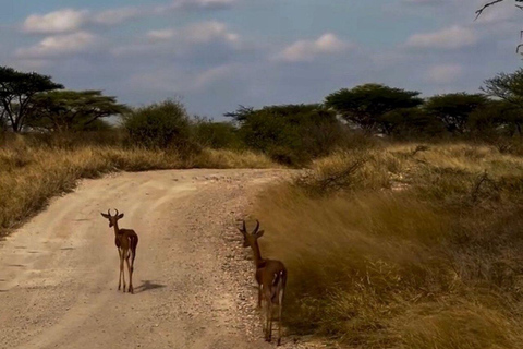 3 Days, 2 nights safari to Samburu National Reserve 3 Days private safari in a 4x4 Landcruiser jeep