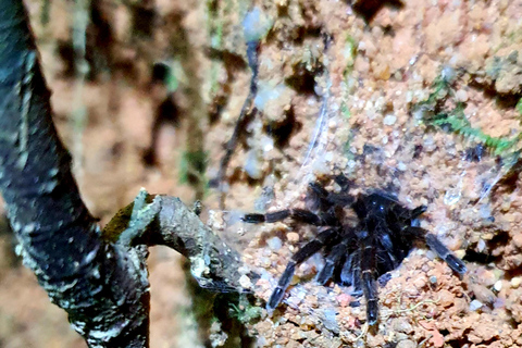 Khao Sok: Half-Day & Night Wildlife Trek and Jungle Dinner Option 6: Half-Day & Night Trek with Dinner From Khao Lak