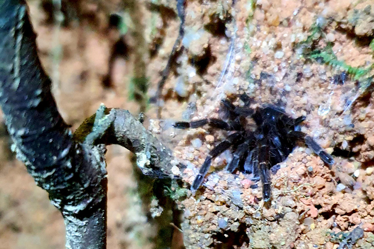 Khao Sok: Half-Day & Night Wildlife Trek and Jungle Dinner Option 6: Half-Day & Night Trek with Dinner From Khao Lak