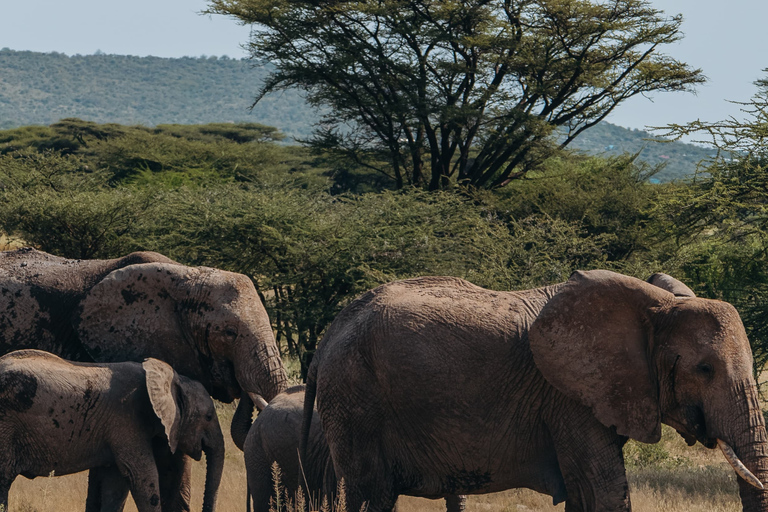 Samburu National Reserves: Optional Village Tour & Swimming