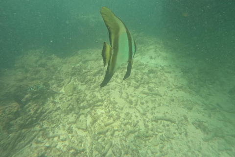 Mirissa: Night Snorkeling Adventure with Coral Reef & Fishes Mirissa: Night Snorkeling Adventure with Local Guide