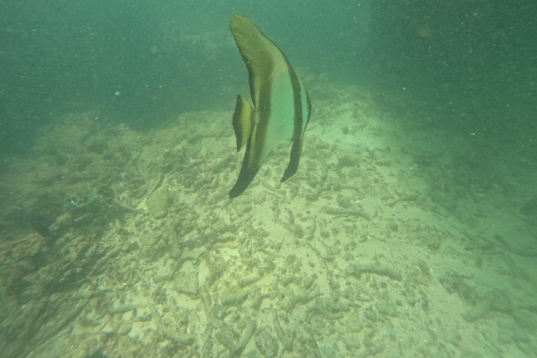 Mirissa: Night Snorkeling Adventure with Coral Reef & Fishes Mirissa: Night Snorkeling Adventure with Local Guide