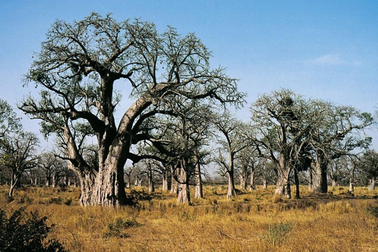 Z Dakaru: Wycieczka 1-dniowa do parku Bandia i laguny SomoneJednodniowa wycieczka do parku Bandia i Somone