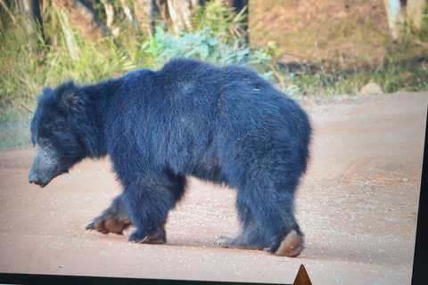 From Arugambay : Yala National Park Safari &amp; Dropoff in Ella