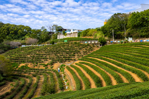 Near Taipei: Tea Tasting, Farm Visit, and Tea Jelly Workshop - Image 2