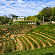 Near Taipei: Tea Tasting, Farm Visit, and Tea Jelly Workshop