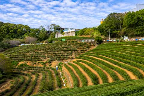 Near Taipei: Tea Tasting, Farm Visit, and Tea Jelly Workshop - Image 3