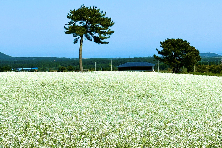 Jeju Trendy Café Tour and When Life Gives You Tangerines