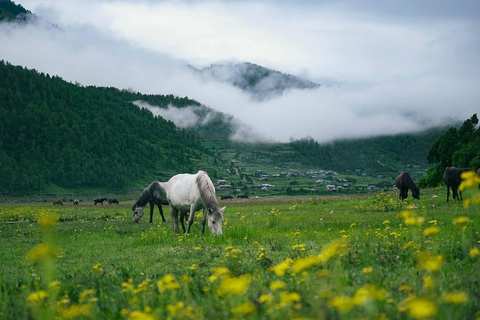 From Pokhara: 4-Day Dhorpatan & Bukipatan Trekking Tour