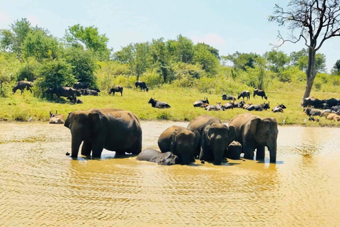 Ella/Hikkaduwa/Galle/Mirissa: Escursione di un giorno al safari di UdawalaweSafari di 6 ore a Udawalawe