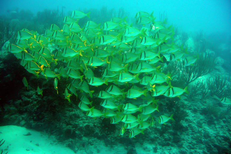 Z Riviera Maya: Isla Contoy i Isla Mujeres Całodniowa wycieczkaOdbiór z Playa del Carmen i Riviera Maya