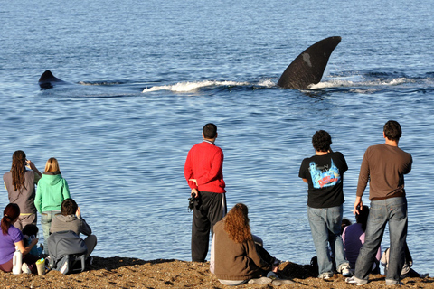 Puerto Madryn: El Doradillo Shore Whale Watching Tour Puerto Madryn: El Doradillo Coastal Whale Watching PRIVATE
