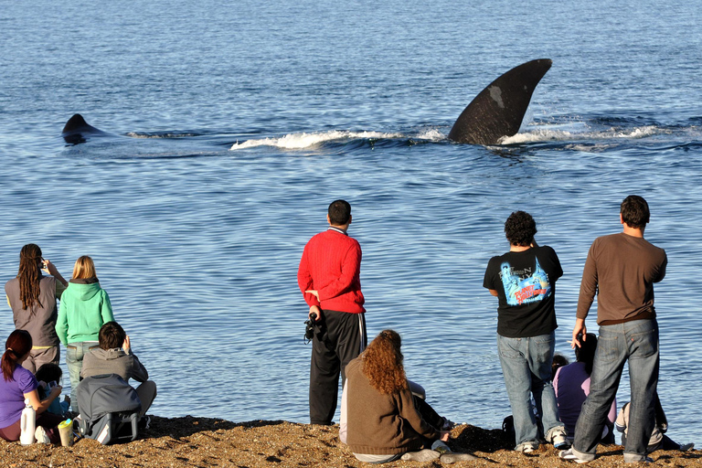 Puerto Madryn: El Doradillo Shore Whale Watching Tour Puerto Madryn: El Doradillo Coastal Whale Watching PRIVATE