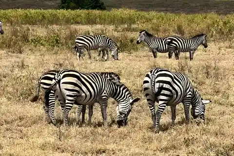 Da Zanzibar: Escursione Safari di 3 giorni a Mikumi con traghetto e pasti