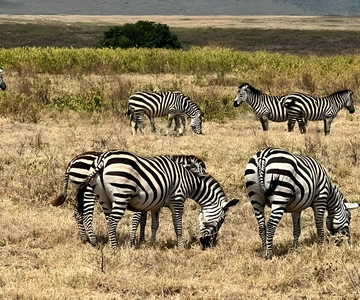 Zanzibar: 3-Day Mikumi National Park Safari with Ferry Ride
