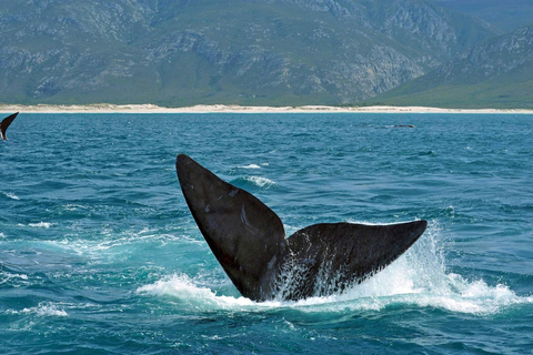 From Cape Town: Hermanus Whale Watching Full Day Tour default