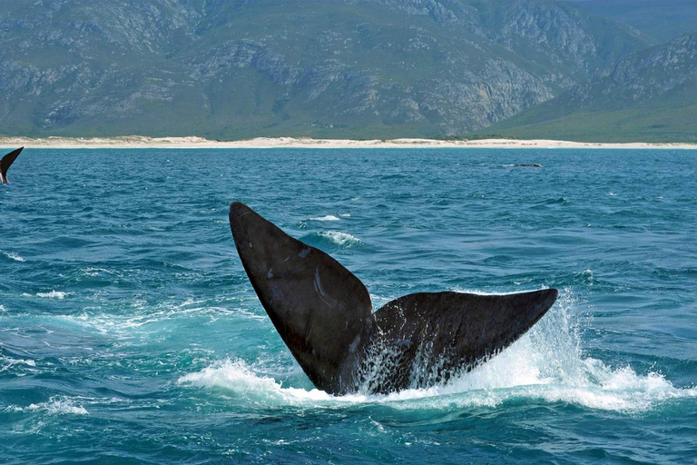 From Cape Town: Hermanus Whale Watching Full Day Tour default