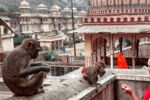 Jaipur Flower Market Tour & Monkey Temple, Local Breakfast