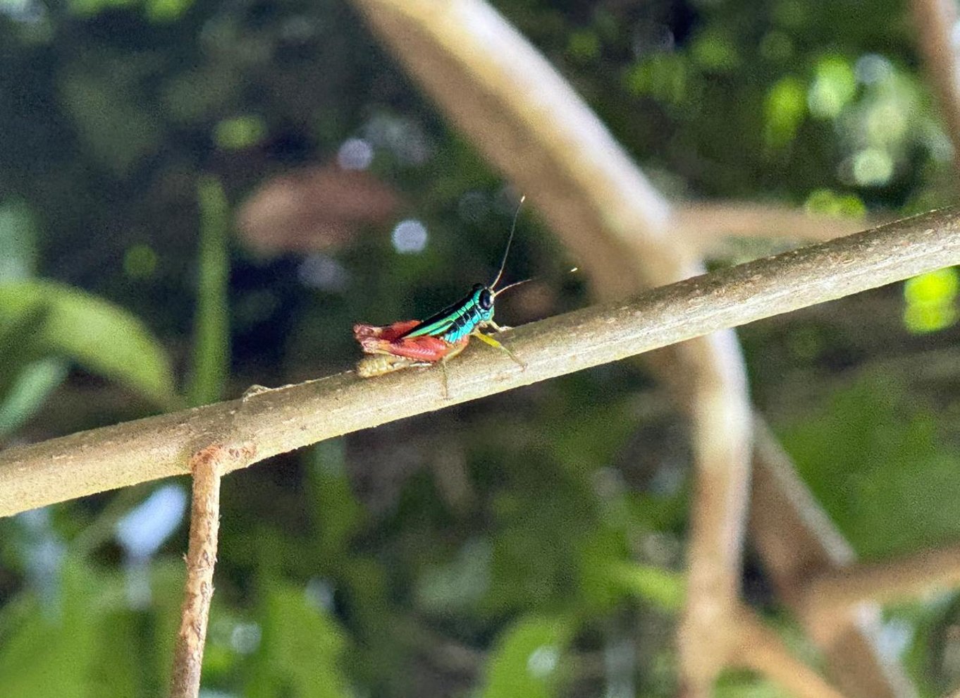 Manuel Antonio Nationalpark: Guidet tur med ENTRÉ INKLUDERET