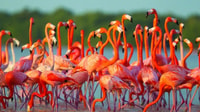 Pink Flamingos, Ranchería and Sunset Pass in Mayapo - Housity
