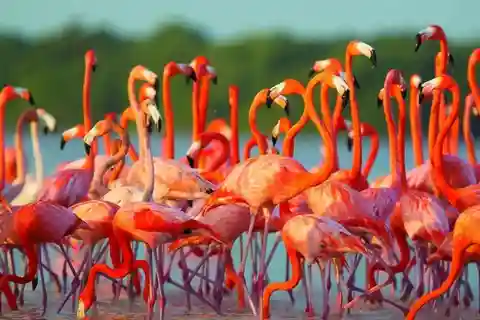 Flamingos cor-de-rosa, Rancheria e Sunset Pass em Mayapo