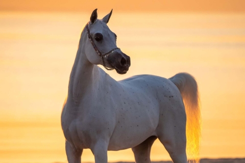 Excursion privée à cheval dans le désert de DohaAu départ de Doha : Randonnée à cheval dans le désert