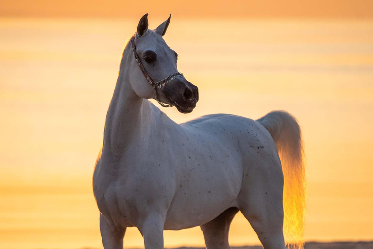 Excursión privada a caballo por el desierto de DohaDesde Doha: Excursión a caballo por el desierto