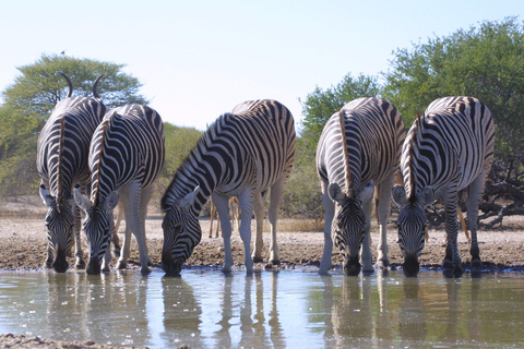 Delta del Okavango: Recorrido con safaris y viajes en mokoro