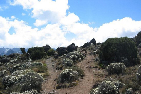 Arusha: 7-Day Mount Kilimanjaro Machame Route Trek