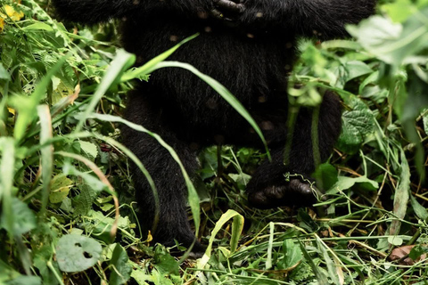 3 Day Gorilla Trekking Uganda Experience