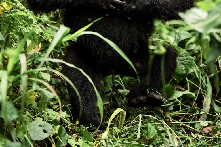 3 Day Gorilla Trekking Uganda Experience