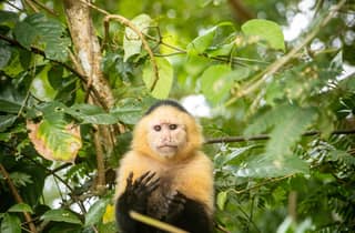 Von Panama City aus: Monkey Islands Tour am Gatun See