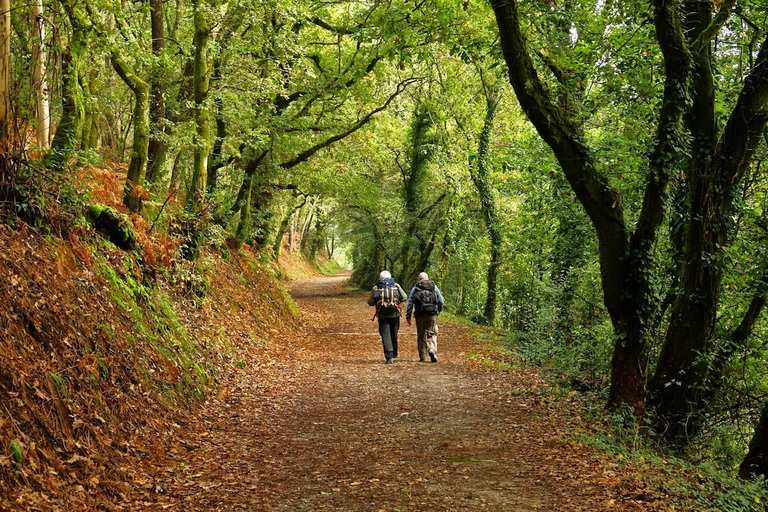 Da Tui: Tour guidato a piedi del Cammino di Santiago di 9 giorni