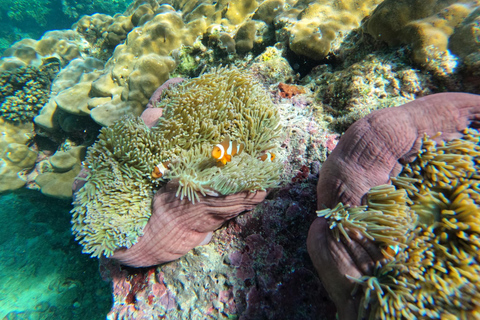 Krabi Aonang: gita di un giorno a Koh Rok e Koh Haa