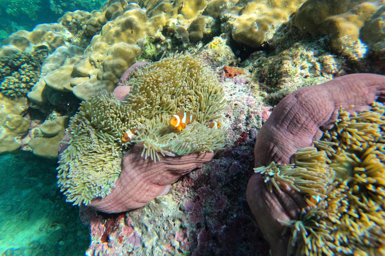 Krabi Aonang: Heldagsutflykt till Koh Rok och Koh Haa